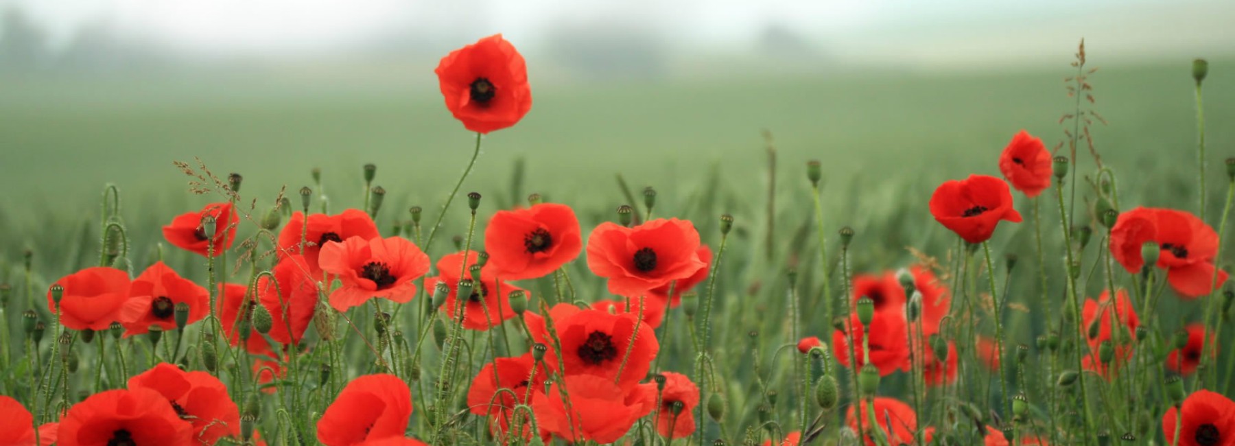 Poppy field